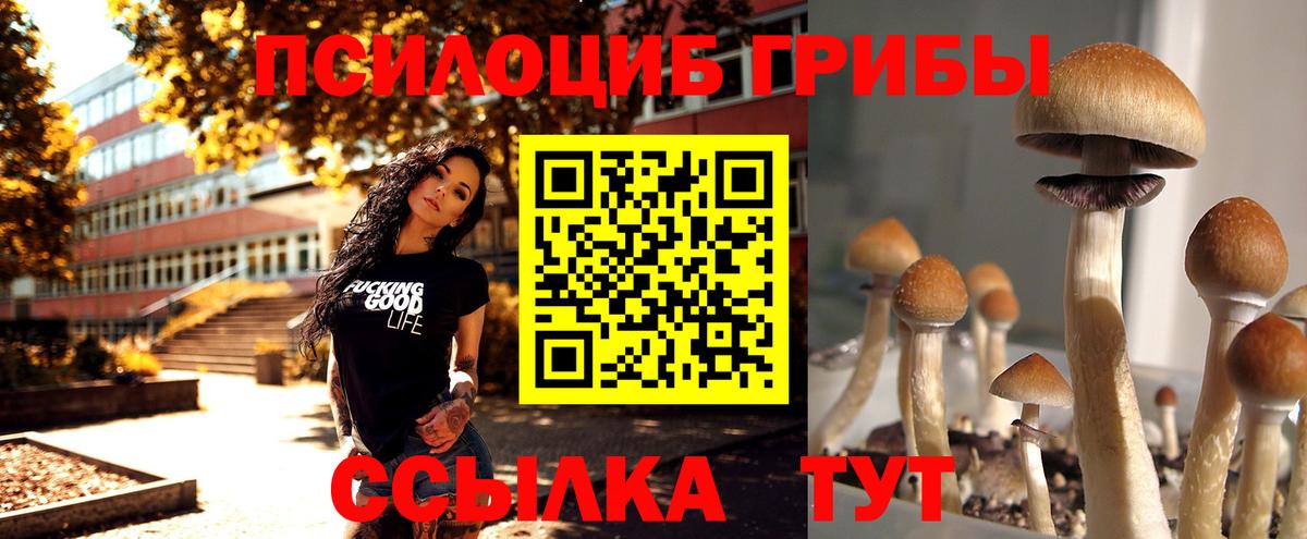 Псилоцибиновые грибы Cubensis Хасавюрт